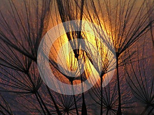 Dandelion seed with img