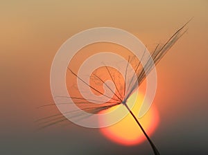 Dandelion seed with sun