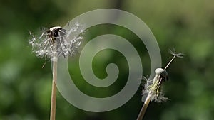 Dandelion seed. Tuft of dandelion.Fragile, delicate creature.