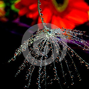 Dandelion seed with water drops on dark background - close up.