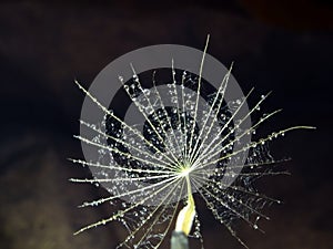 Dandelion seed with water drops on dark background - close up.