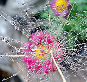 Dandelion seed with water drops in natural environment - close up.