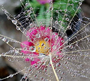 Dandelion seed with water drops in natural environment - close up.