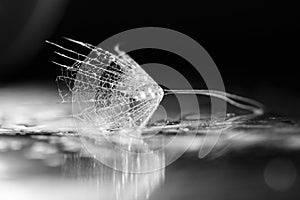 Dandelion seed with waterdrops and reflexions