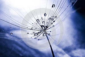 Dandelion seed with waterdrops and reflexions