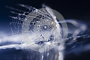 Dandelion seed with waterdrops and reflexions