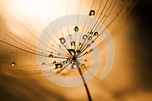 Dandelion seed with waterdrops and reflexions