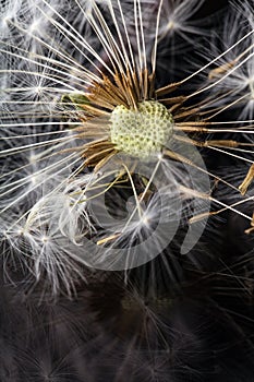 Dandelion seedbed on a reflective surface photo