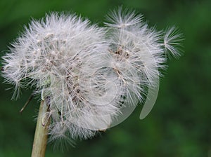 Dandelion Seedhead photo