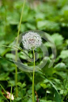 Dandelion seedhead