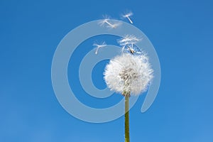 Dandelion seedhead