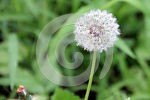 Dandelion seedhead, close-up, in Latourette Park, Staten Island, NY