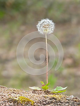 Dandelion With Seedhead In The Desert