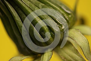 Dandelion seedhead detail