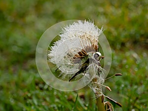 Dandelion Seedhead with Dewdrops in English Countryside photo