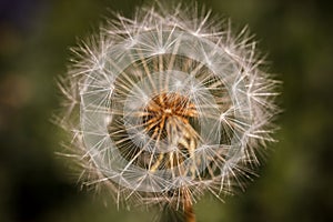 Dandelion seedhead on green