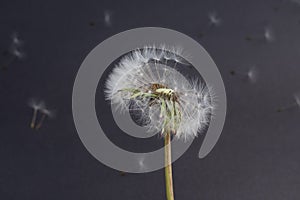 Dandelion seedhead and seeds flying in the background