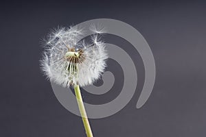 Dandelion seedhead with seeds almost coming off