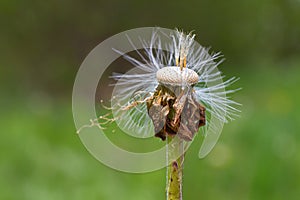 Dandelion seedhead with almost no seed left on it