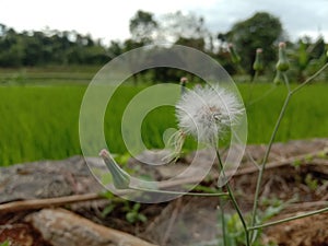 Dandelion Seedhead On Rice Field Background | Nature Macro Photography