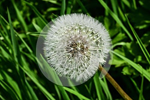 Dandelion seedhead (Taraxacum officinale) photo