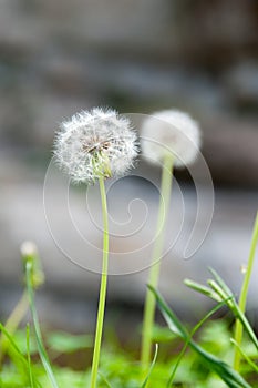 Dandelion Seedheads photo
