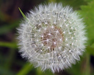 Dandelion Seeds