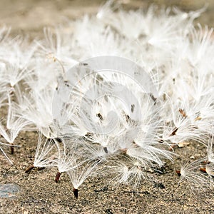 Dandelion seeds