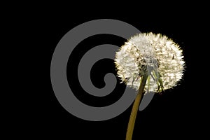 Dandelion seeds