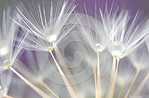 Dandelion seeds