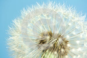 Dandelion seeds