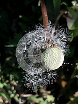 Dandelion seeds