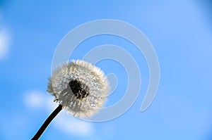 Dandelion Seeds