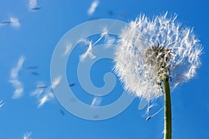 Dandelion Seeds photo