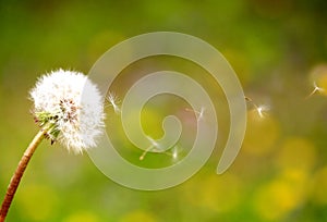 Dandelion seeds