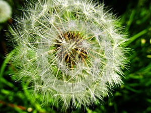 Dandelion seeds