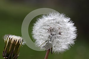 dandelion seeds abstract background.