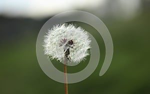 Dandelion seeds abstract background.