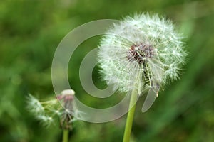 Dandelion seeds abstract background.