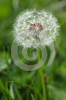 Dandelion seeds abstract background.