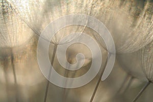 Dandelion seeds in abstract macro detail