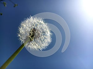 Dandelion Seeds