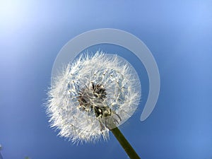 Dandelion Seeds