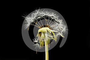 Dandelion seeds against black