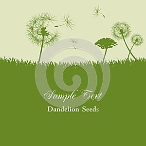 Dandelion seeds background