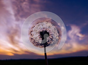 Dandelion seeds on a background of light clouds.