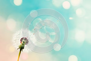 Dandelion seeds being carried by the wind with a blurred pink blue background and bokeh lights. dandelion seeds with abstract