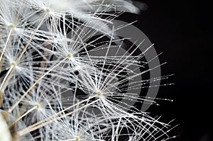 Dandelion seeds on a black background. Close-up. Soft focus