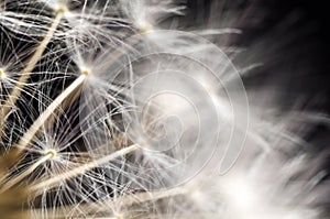 Dandelion seeds on a black background. Close-up. Soft focus