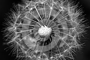 Dandelion seeds in black and white